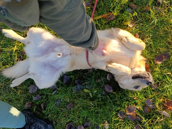 Pies do adopcji, Bełchatów, 9 grudnia 2024 (5/5)