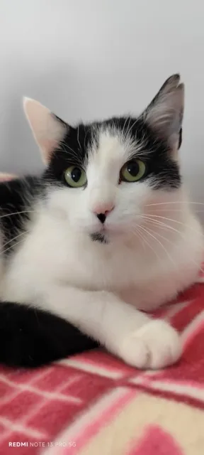 Kot do adopcji, Piła, 8 września 2025