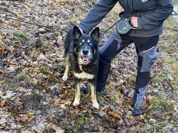 Pies do adopcji, Platerówka, 11 grudnia 2025 (1/2)