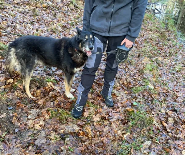 Pies do adopcji, Platerówka, 11 grudnia 2025 (2/2)