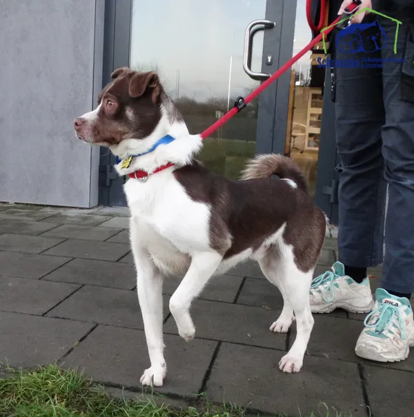 Znaleziono psa, Szczecin, 10 grudnia 2025 (1/2)