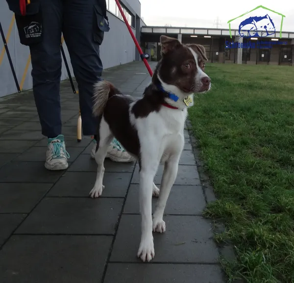 Znaleziono psa, Szczecin, 10 grudnia 2025 (2/2)