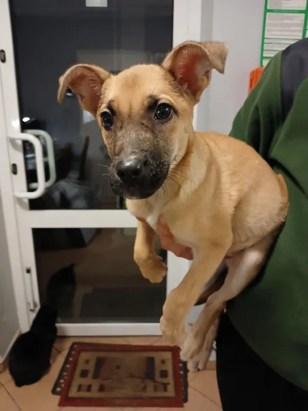 Pies do adopcji, Włocławek, 10 grudnia 2025 (1/2)