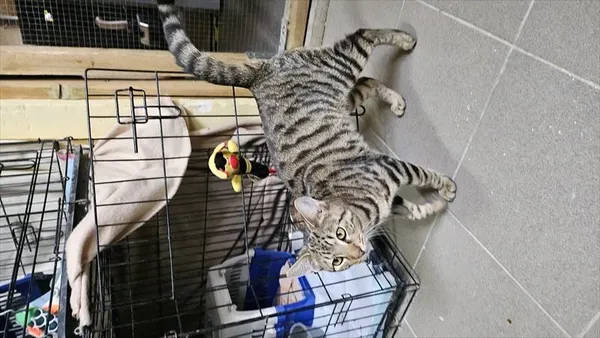 Kot do adopcji, Choszczno, 25 listopada 2025