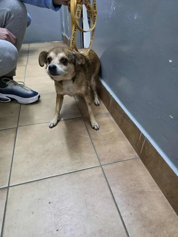 Pies do adopcji, Sosnowiec, 10 grudnia 2025