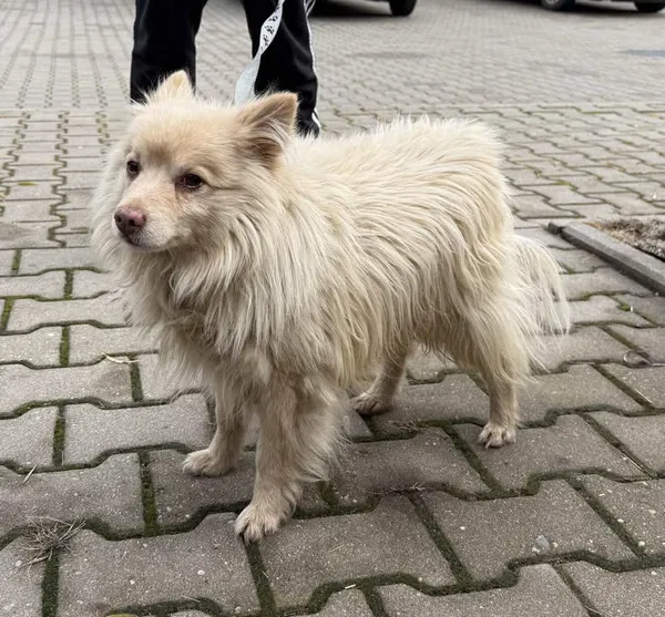 Znaleziono psa, Lublin, 10 grudnia 2025