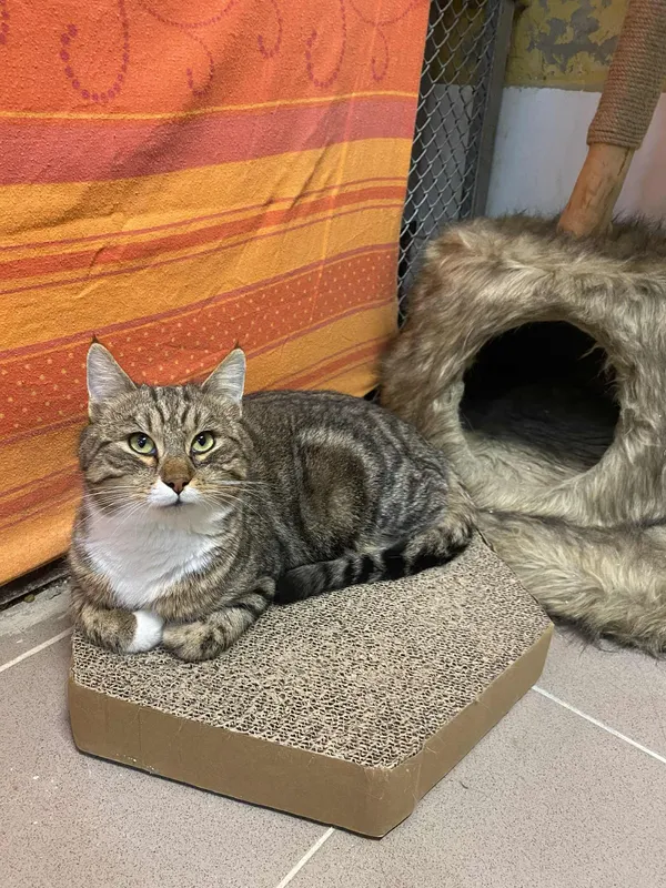 Kot do adopcji, Platerówka, 11 grudnia 2025