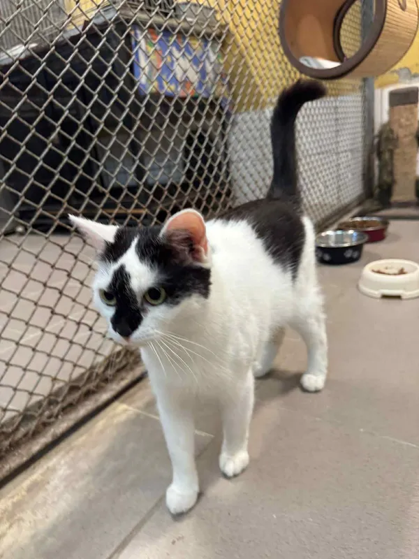 Kot do adopcji, Platerówka, 11 grudnia 2025 (1/2)