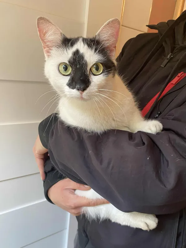 Kot do adopcji, Platerówka, 11 grudnia 2025 (2/2)