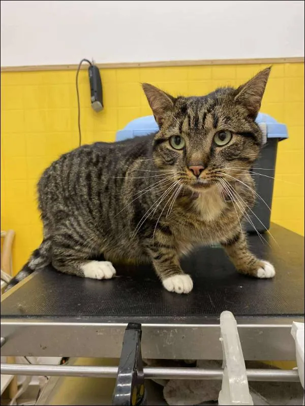 Znaleziono kota, Grudziądz, 11 grudnia 2025