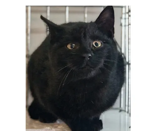 Kot do adopcji, Wrocław, 10 grudnia 2025