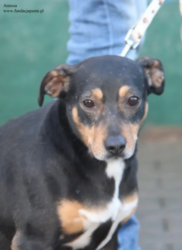 Pies do adopcji, Nowy Dwór Mazowiecki, 11 grudnia 2025 (2/5)