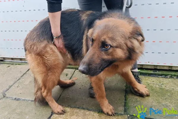 Znaleziono psa, Racławice, 11 grudnia 2025 (1/4)