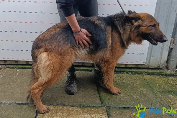 Znaleziono psa, Racławice, 11 grudnia 2025 (2/4)