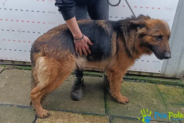 Znaleziono psa, Racławice, 11 grudnia 2025 (3/4)