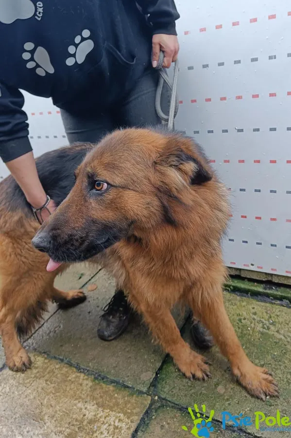 Znaleziono psa, Racławice, 11 grudnia 2025 (4/4)