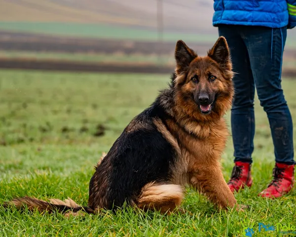 Znaleziono psa, Racławice, 11 grudnia 2025 (1/5)