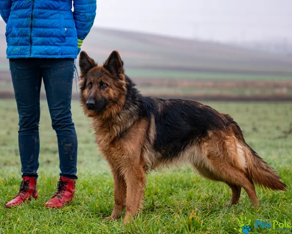 Znaleziono psa, Racławice, 11 grudnia 2025 (3/5)