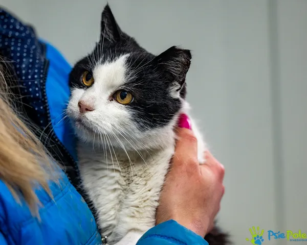 Znaleziono kota, Racławice, 10 grudnia 2025 (2/5)