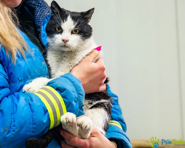 Znaleziono kota, Racławice, 10 grudnia 2025 (3/5)