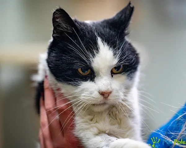 Znaleziono kota, Racławice, 10 grudnia 2025 (4/5)