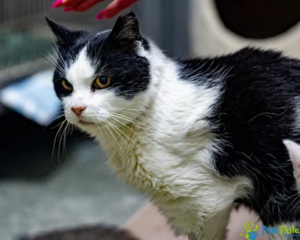 Znaleziono kota, Racławice, 10 grudnia 2025 (5/5)