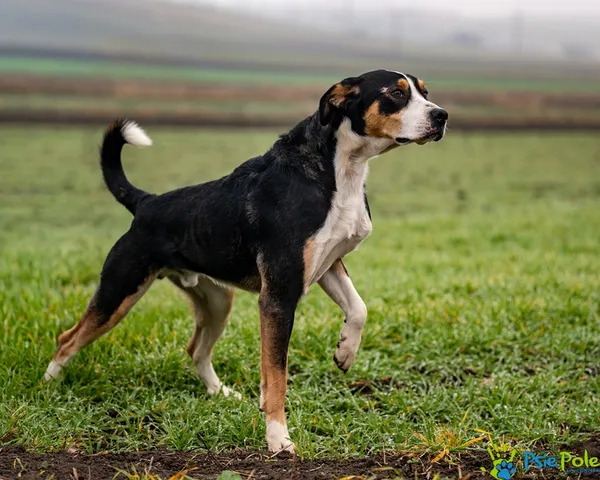 Znaleziono psa, Racławice, 9 grudnia 2025 (2/5)