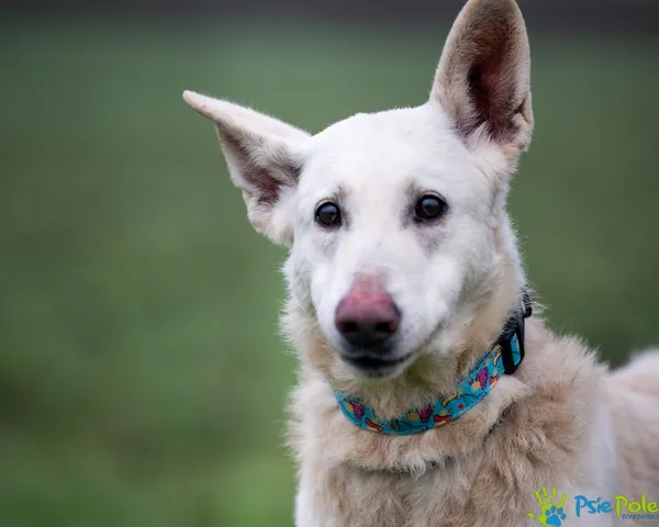 Znaleziono psa, Racławice, 7 grudnia 2025 (1/5)