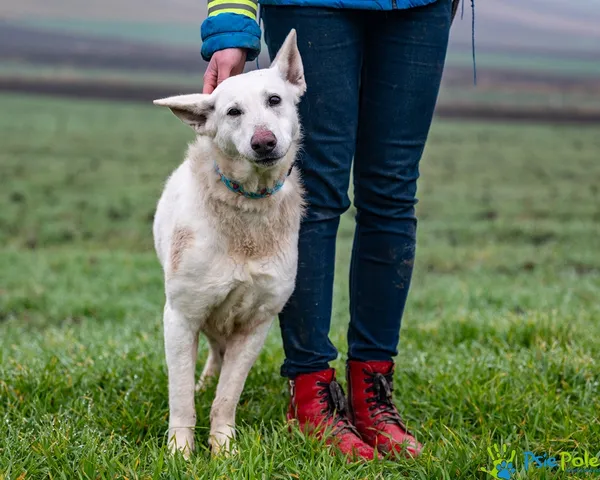 Znaleziono psa, Racławice, 7 grudnia 2025 (2/5)