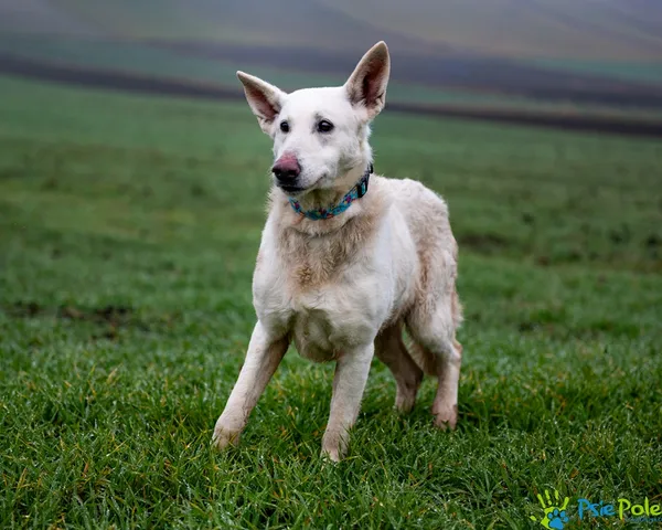 Znaleziono psa, Racławice, 7 grudnia 2025 (3/5)