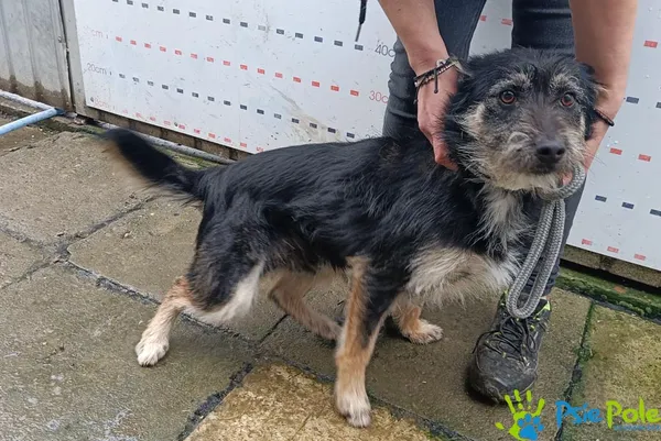 Znaleziono psa, Racławice, 9 grudnia 2025 (1/5)