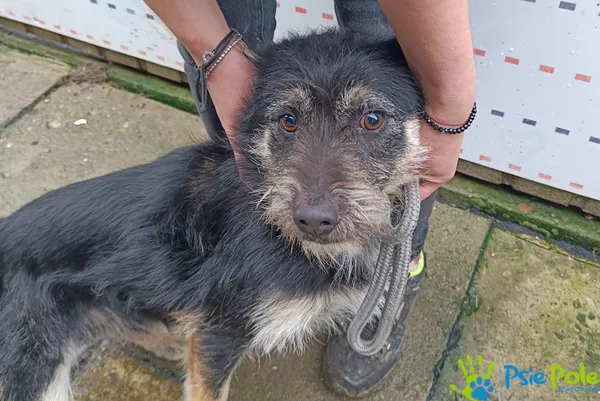 Znaleziono psa, Racławice, 9 grudnia 2025 (2/5)