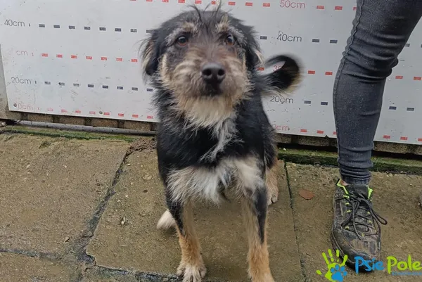 Znaleziono psa, Racławice, 9 grudnia 2025 (3/5)