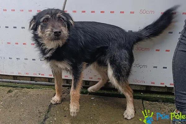 Znaleziono psa, Racławice, 9 grudnia 2025 (4/5)