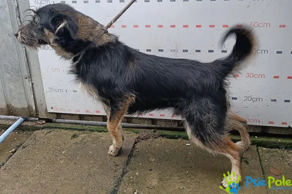 Znaleziono psa, Racławice, 9 grudnia 2025 (5/5)