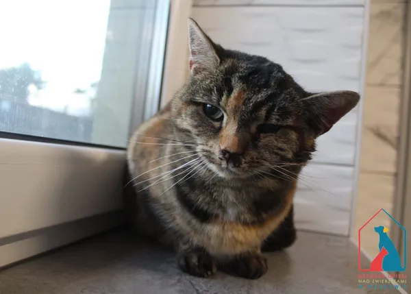 Kot do adopcji, Grudziądz, 21 listopada 2025
