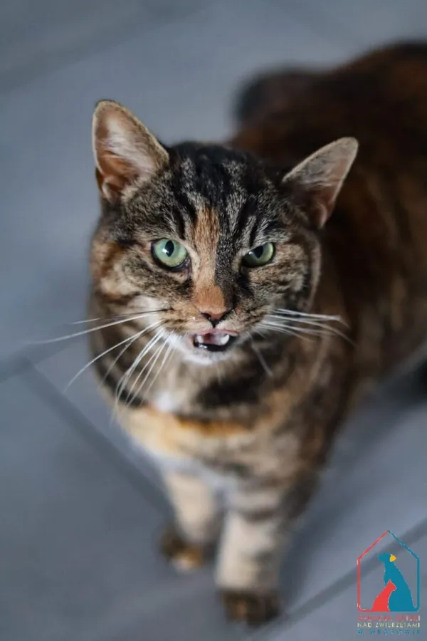 Kot do adopcji, Grudziądz, 21 listopada 2025 (1/5)