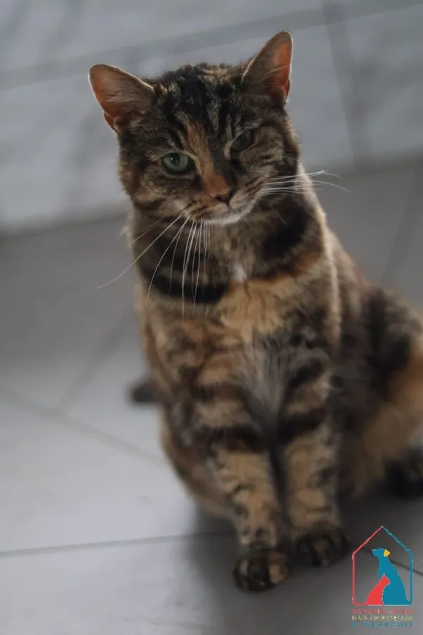 Kot do adopcji, Grudziądz, 21 listopada 2025 (2/5)