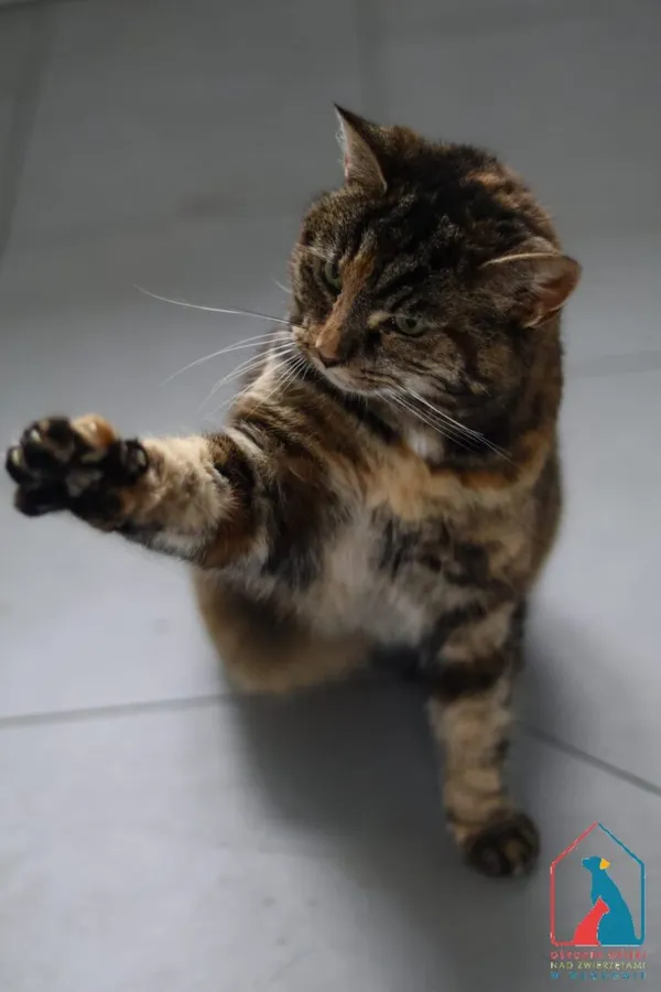 Kot do adopcji, Grudziądz, 21 listopada 2025 (3/5)