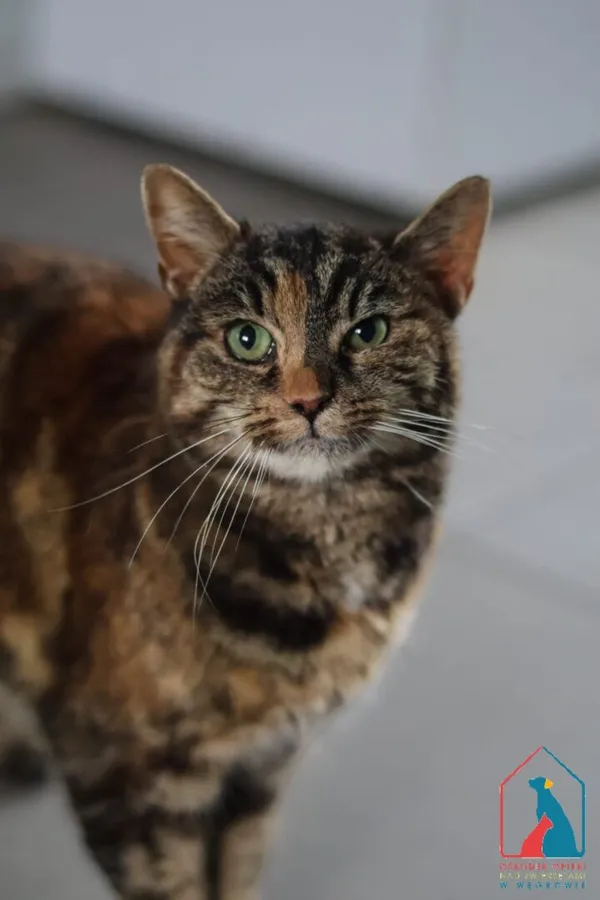 Kot do adopcji, Grudziądz, 21 listopada 2025 (4/5)