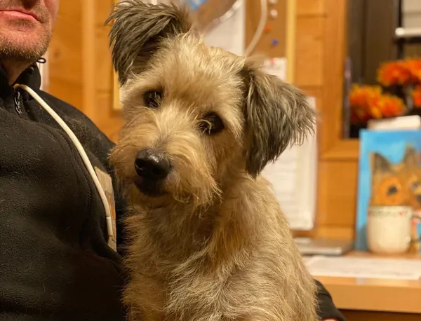 Pies do adopcji, Głowno, 11 grudnia 2025 (1/2)