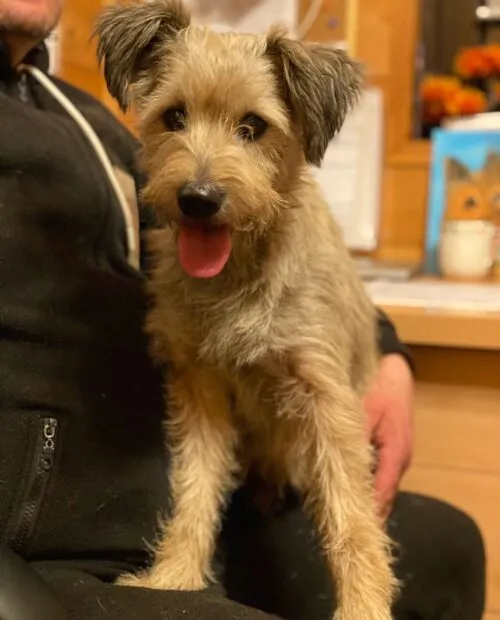 Pies do adopcji, Głowno, 11 grudnia 2025 (2/2)