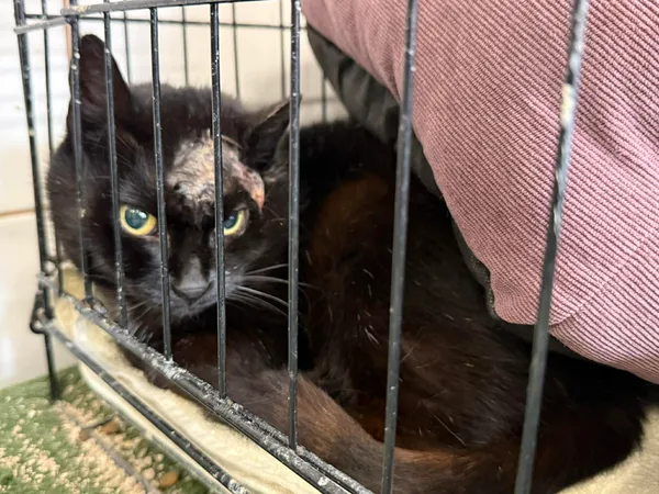 Znaleziono kota, Sosnowiec, 9 grudnia 2025