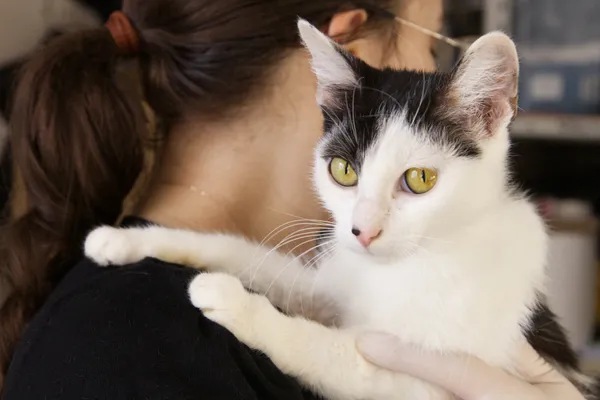 Znaleziono kota, Sosnowiec, 10 grudnia 2025 (1/2)