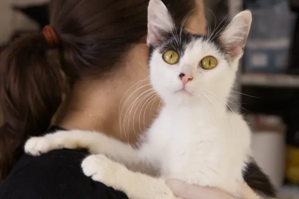 Znaleziono kota, Sosnowiec, 10 grudnia 2025 (2/2)