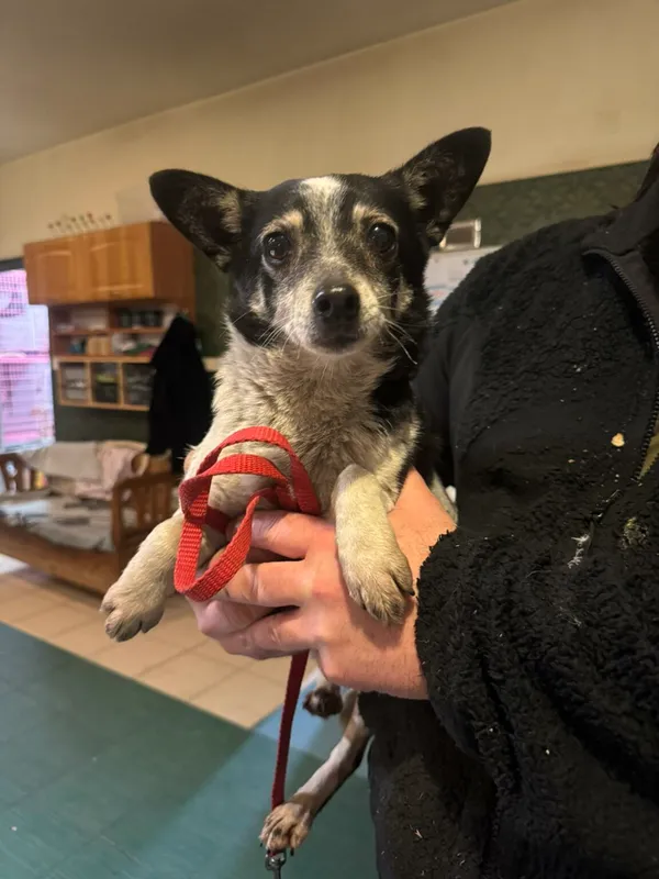 Pies do adopcji, Zgierz, 11 grudnia 2025 (3/3)