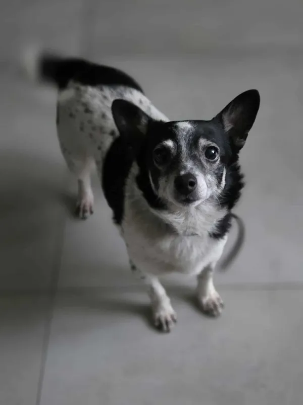 Pies do adopcji, Zgierz, 11 grudnia 2025 (1/5)