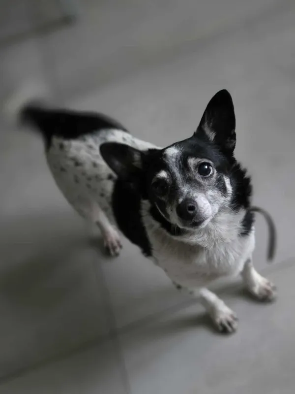 Pies do adopcji, Zgierz, 11 grudnia 2025 (2/5)