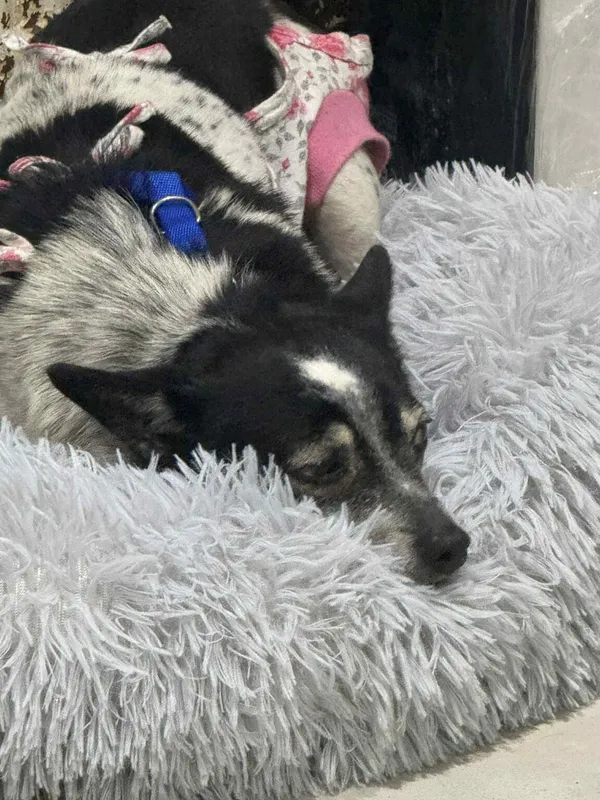 Pies do adopcji, Zgierz, 11 grudnia 2025 (4/5)