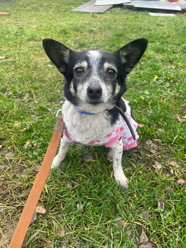 Pies do adopcji, Zgierz, 11 grudnia 2025 (5/5)